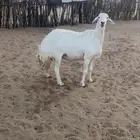 شاه حايل للبيع