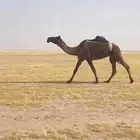 ضروبه