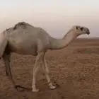 قعود للبيع