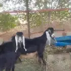 معزاء عوارض