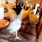 فراخه صوص رومي