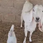 عنز بيضاء معها اثنين تيس وجفره تم البيع