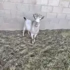 تيس قزمي جذع لون موكا