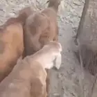طليان سواكن