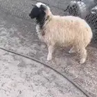 خروف نعيمي للبيع فوق خمس شهور انتاج المزرعه