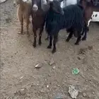 معزا