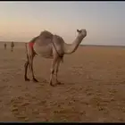 للبيع عشرا