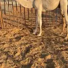 قعود قصب