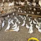 حمام فرنسي