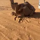 عشراء حمراء ام ثاني