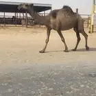 لقحه وبكره