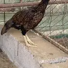 ميوالي