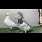 ثلاثه فردات حمام باكستاني