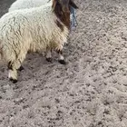 للبيع طليين نعيمي