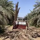 جريد سعف للبيع واصل الي ينبع املج ضواحيها