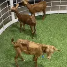 الاحساء بني معن