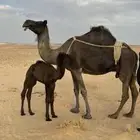 خلفه ام رابع الحليب واجد سليمه العذاريب