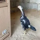 فرخ شامو الماني هزاز