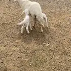 نعجه والد