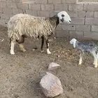 نعجه معه خروف الديود خربانه سدس