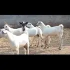 للبيع تيوس بلدي