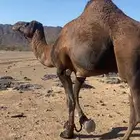 جمل احمر للبيع