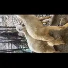 فران للبيع