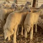 طليان اضاحي