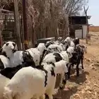 10 خرفان سواكن للبيع