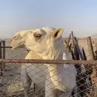 قعود عمره 9 اشهور كفو رماني على ابعير الفصام