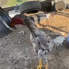 ديك شامو يباني للبيع