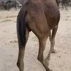 نياق للبيع