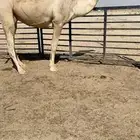 البيع الشقحا الضريبه