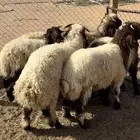 طليان نعيم