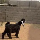 تيس عارضي