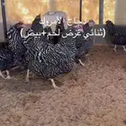 صيصان امروك