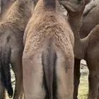 قعدان