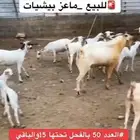 للبيع ماعز