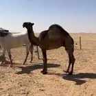 قعود