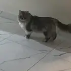 قط مفقود