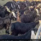 معزا دفيع