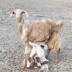 عنز تحتها تيس مشالله