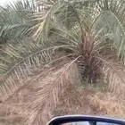 نخيل اخلاص جثايث وفراخه