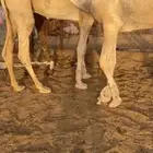 ابل