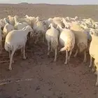 عنم حريات عددها 67راس تحته 21 ولد ول بقي مضريع