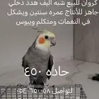 كروان للبيع 450 ذكر أليف هداد دخلي قبال للتفويض المعقول