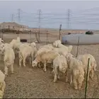 طليان حريه نضيفه