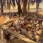 ديكه للبيع