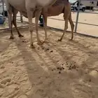 للبيع بكر عشرا