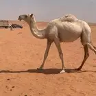 للبيع بكره وضحا